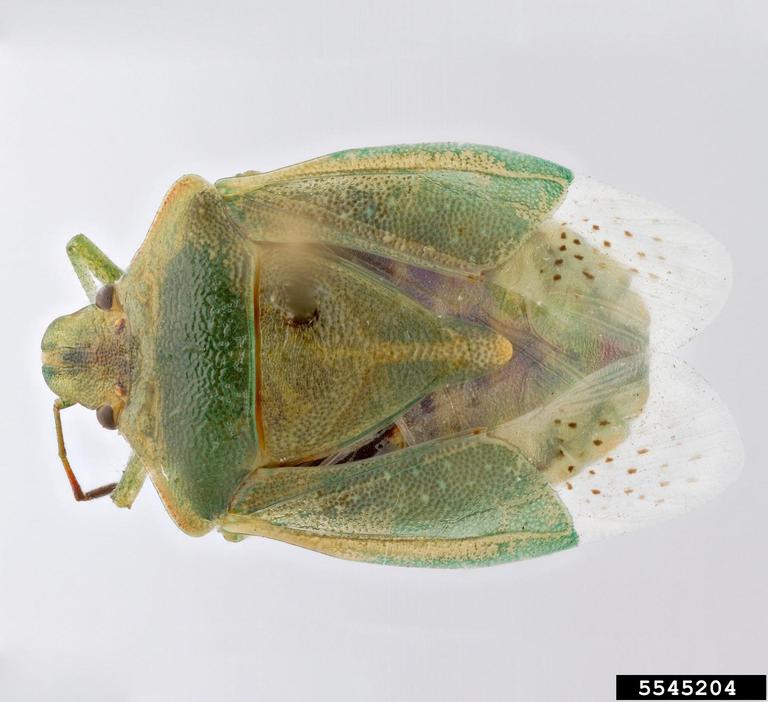 Fatyangra Insect Found in Mesa, Arizona while sweeping behind the hutch. : r/whatsthisbug