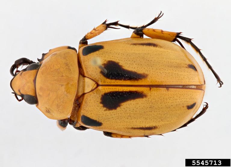 rhinoceros beetle (Ancognatha vulgaris Arrow, 1911)