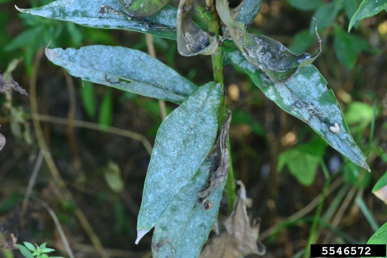 powdery mildew (Genus Erysiphe)