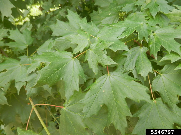 southern sugar maple, Acer barbatum (Sapindales Aceraceae) 5546797