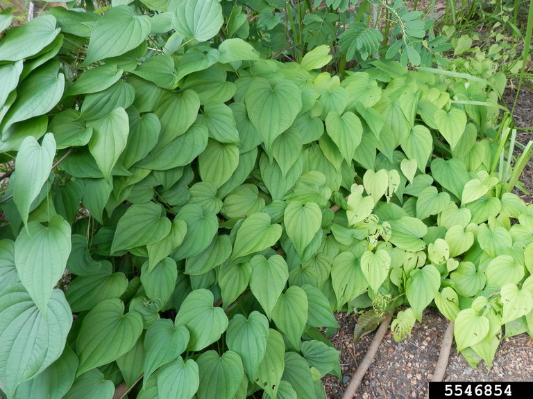 wild yam (Dioscorea villosa L.)