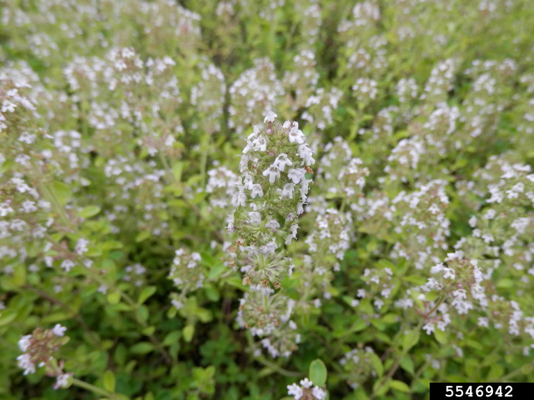 common thyme (Thymus vulgaris)