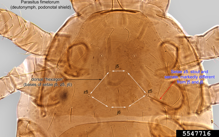 mite, Parasitus fimetorum (Acari Parasitidae) 5547716