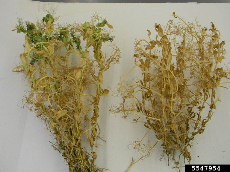 phytoplasma-general-genus-candidatus-phytoplasma-firrao-et-al