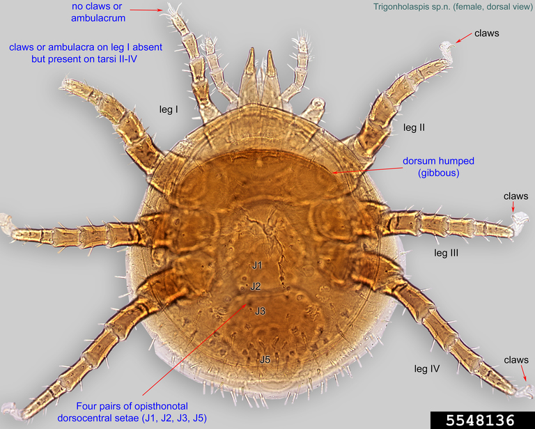bee mite (Genus Trigonholaspis)