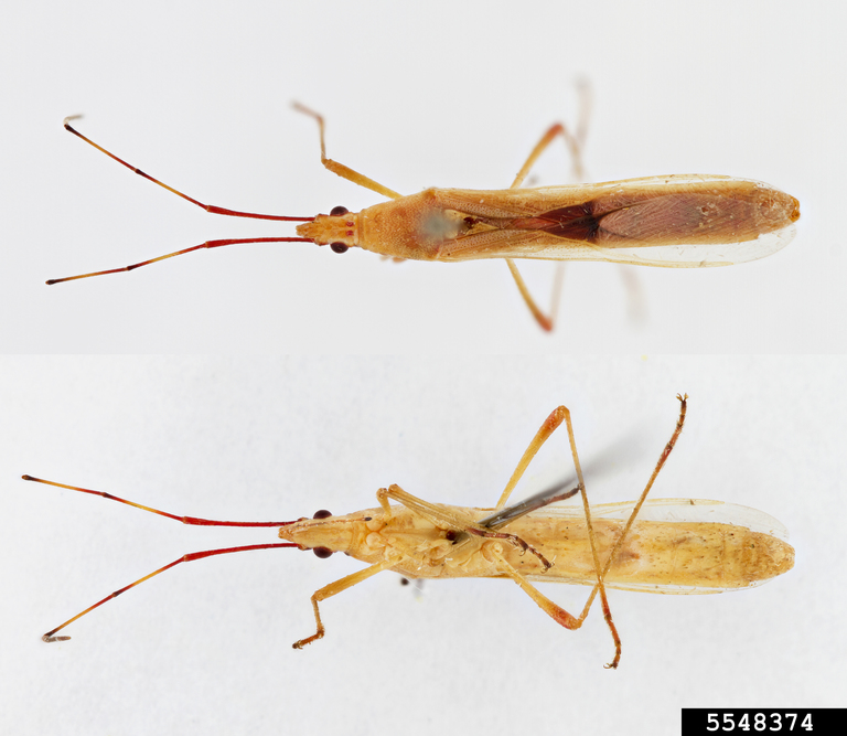 Tice Bug Rice bug (Stenocoris filiformis (Fabricius))