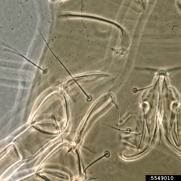 mold mite (Tyrophagus putrescentiae)