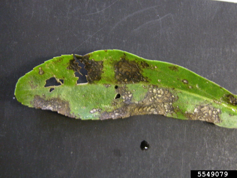 Septoria leaf spot (Septoria leucanthemi)