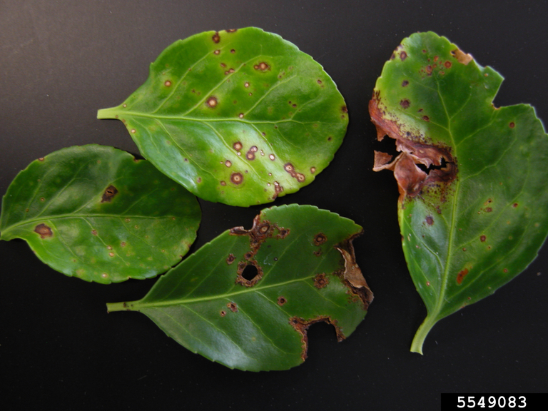 bitter rot and anthracnose (Colletotrichum gloeosporioides (Penz.) Penz. &  Sacc.)