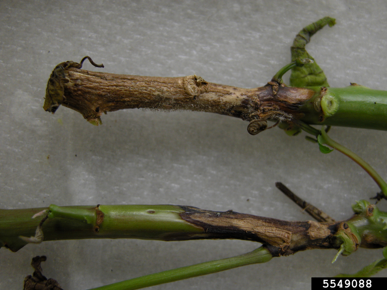 gray mold (Botrytis cinerea)