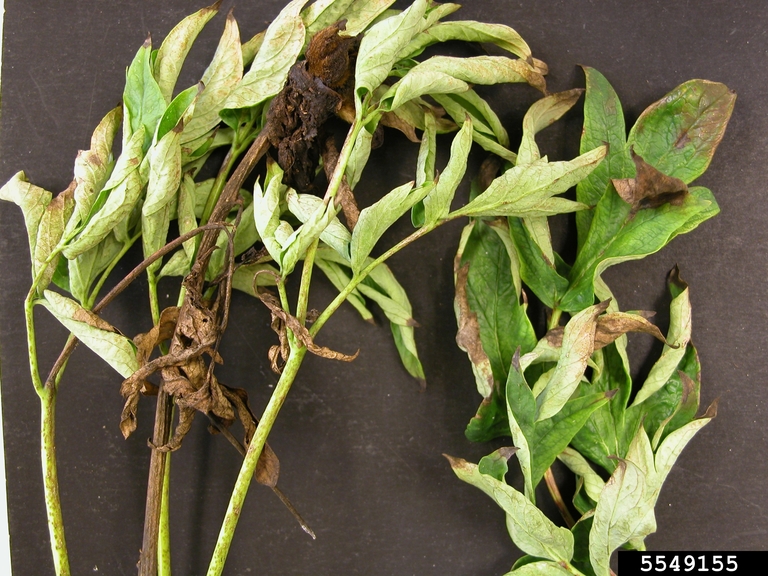 peony leaf blotch (Cladosporium paeoniae)