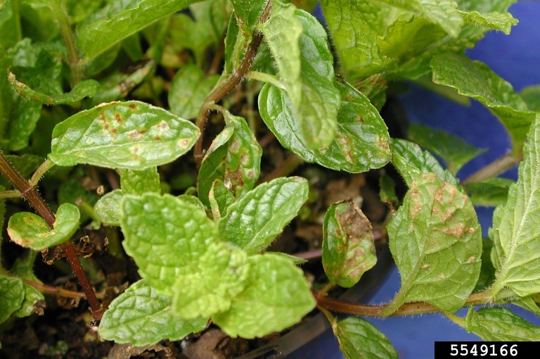 mint rust (Puccinia menthae)