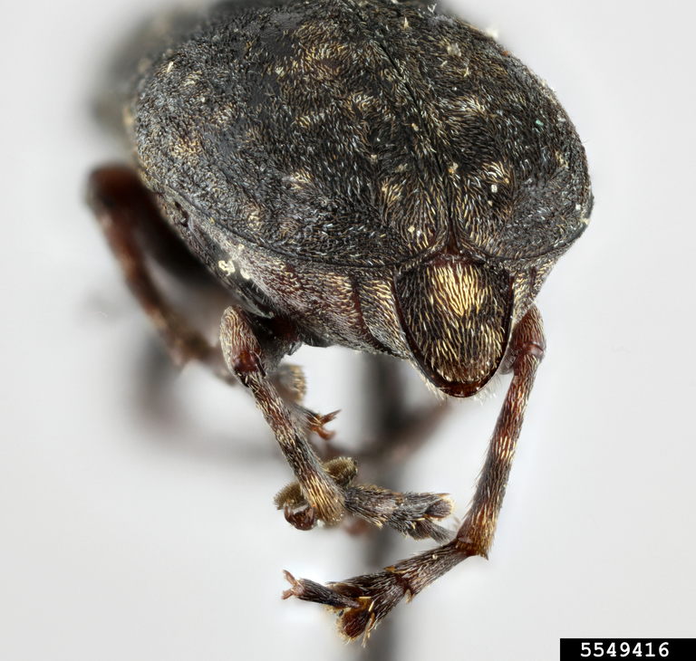 mauna loa bean beetle (Araecerus cumingi)