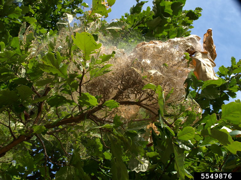 fall webworm (Hyphantria cunea (Drury, 1773))