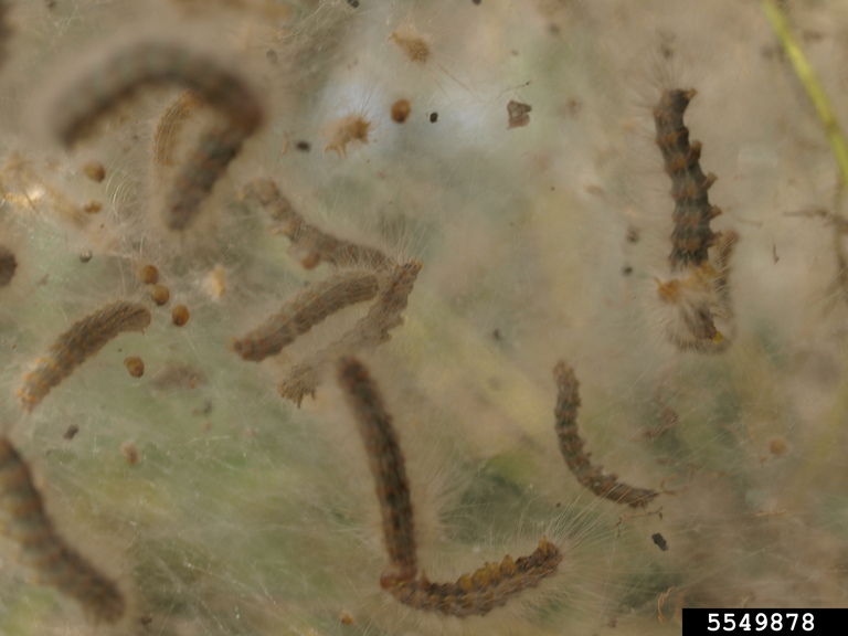 fall webworm (Hyphantria cunea)