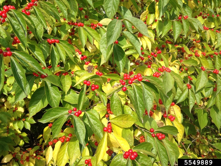 bush honeysuckles (exotic) (Genus Lonicera)