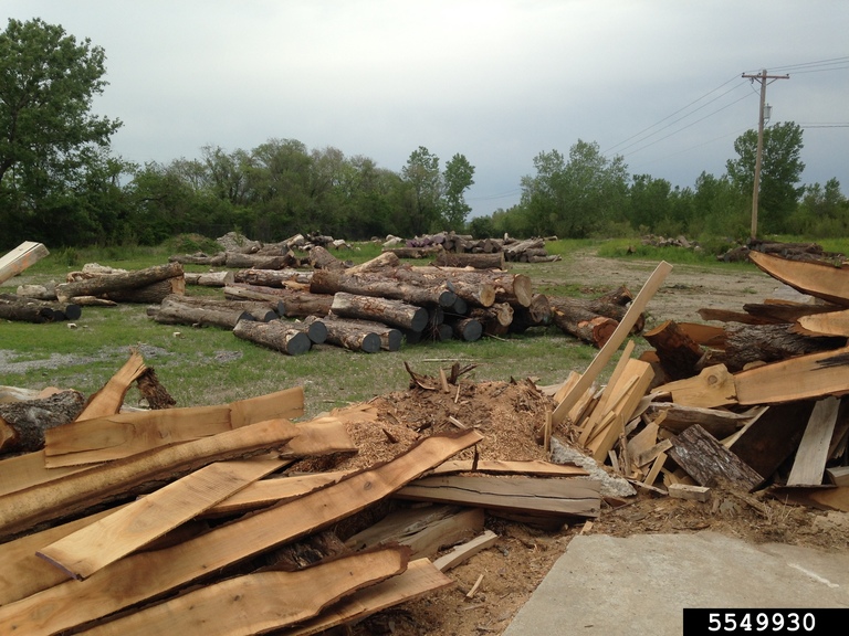 lumber and building materials