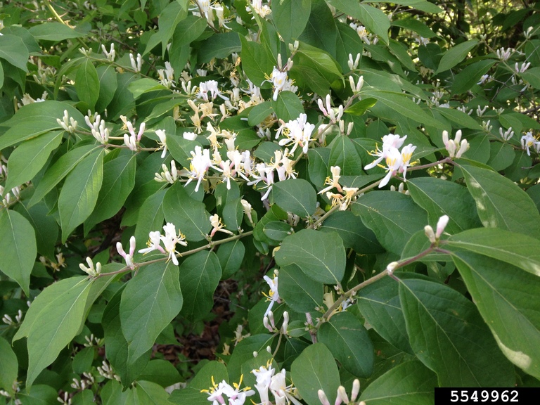 bush honeysuckles (exotic) (Genus Lonicera)