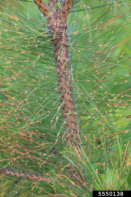 pine needle rusts (Genus Coleosporium Lev)