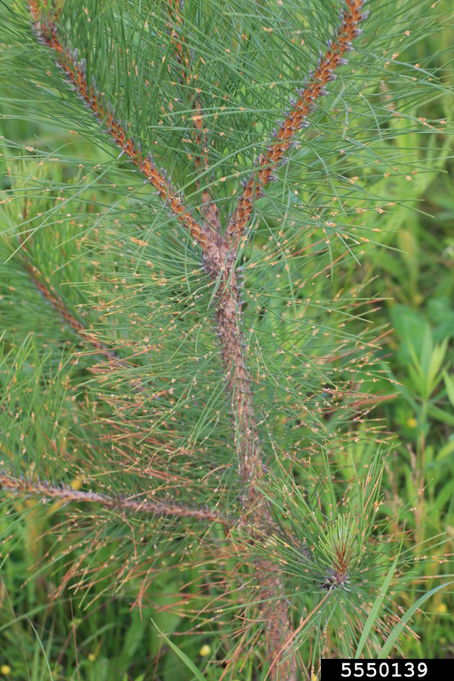 pine needle rusts (Genus Coleosporium)