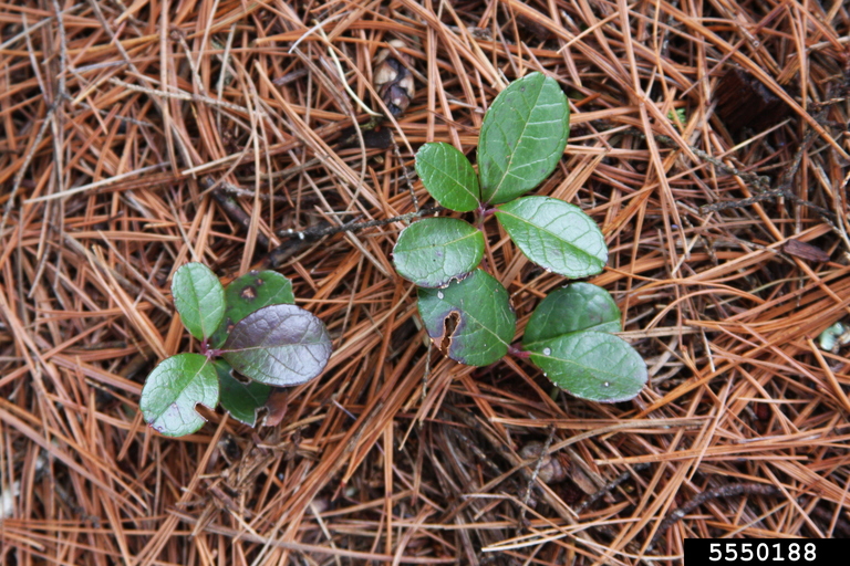 wintergreen (Gaultheria procumbens)