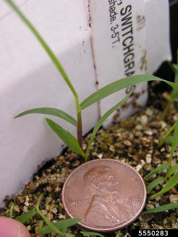 switchgrass (Panicum virgatum)