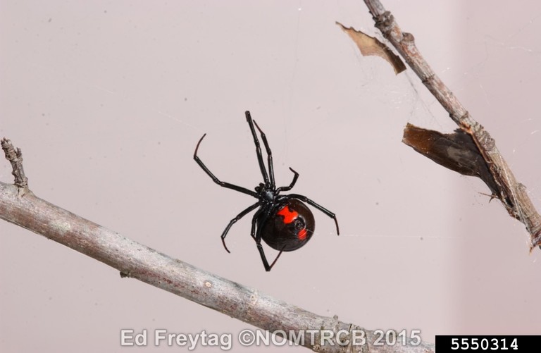 Arana Capulina A Black Widow Spider Poisonous 'violin Spider' Bites