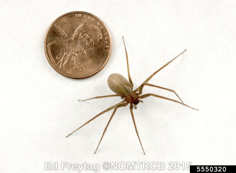 brown recluse spider (Loxosceles reclusa)