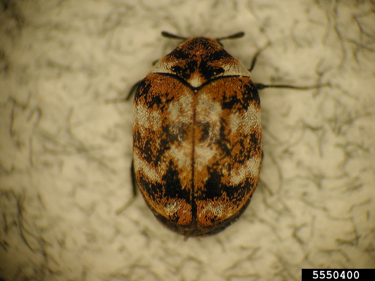 carpet beetles (Genus Anthrenus)