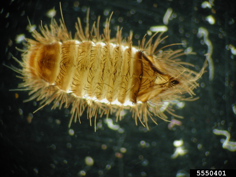 carpet beetles (Genus Anthrenus)