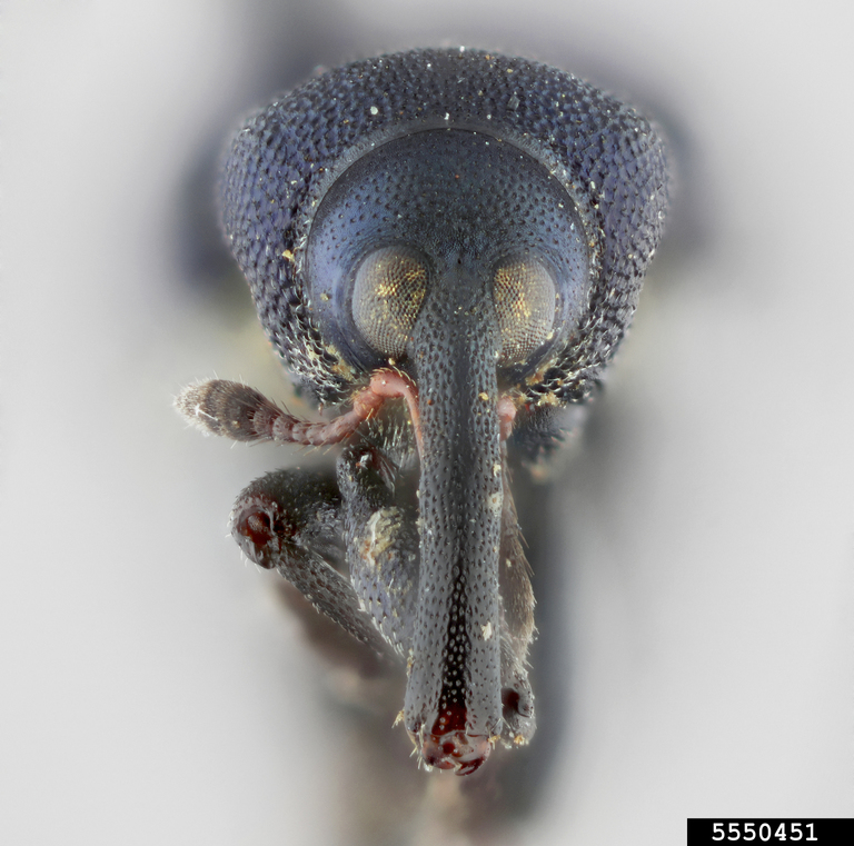 Magdalis Rufa Weevil (Magdalis frontalis (Gyllenhal))