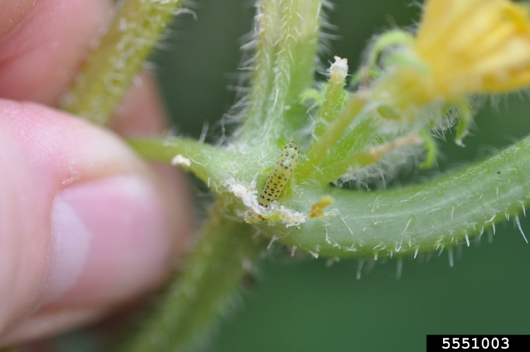 pickleworm (Diaphania nitidalis ) on cucumber (Cucumis sativus ) 5551003