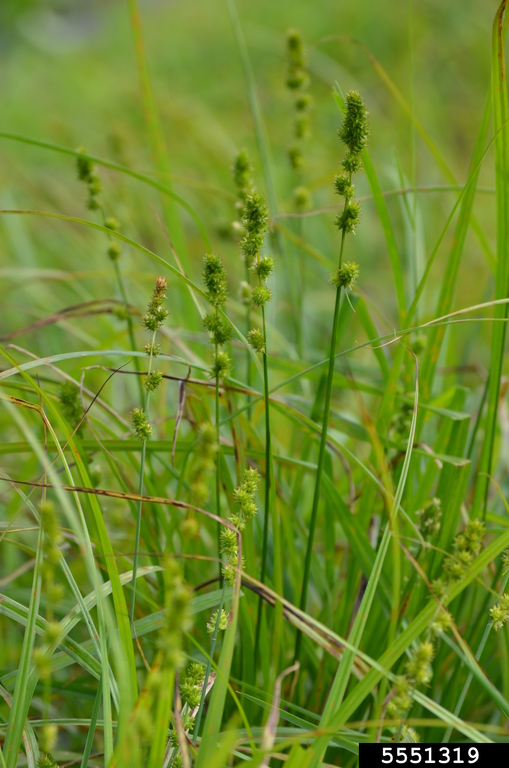burreed sedge (Carex sparganioides)