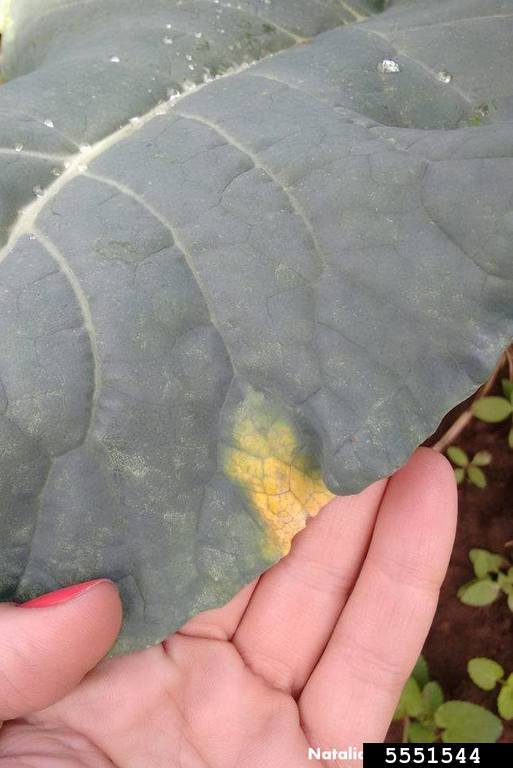 bacterial streak, black rot, and blight (Xanthomonas campestris ) on