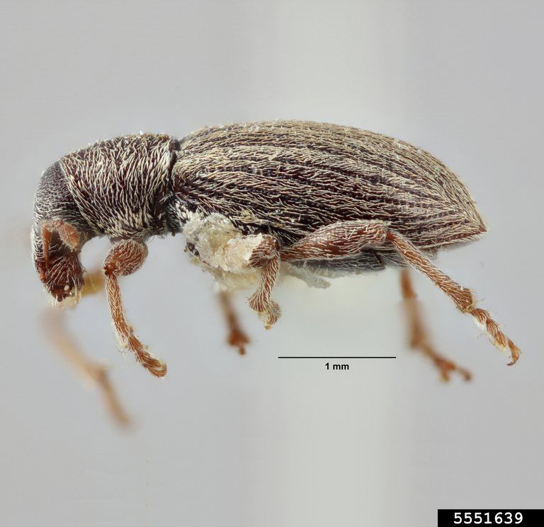 weevil (Polydrusus marginatus Stephens, 1831)