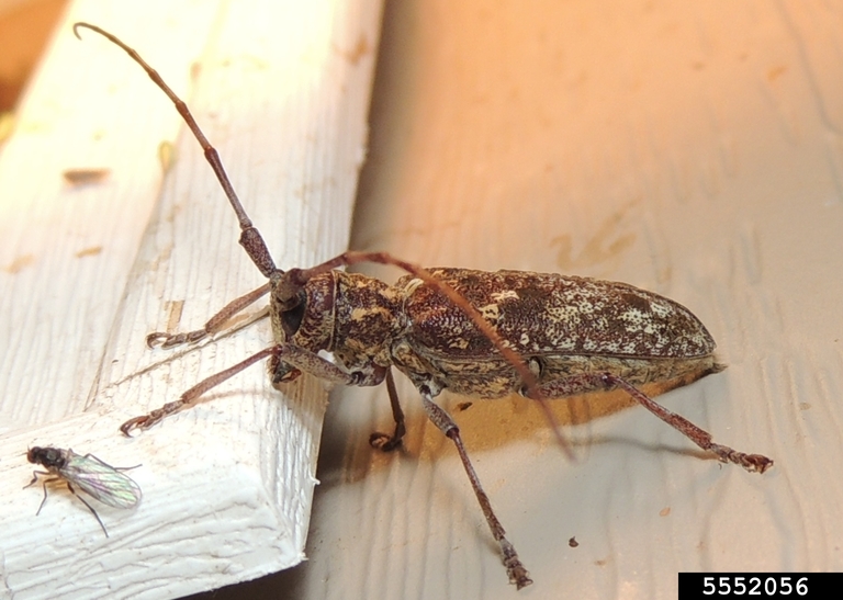 Carolina pine sawyer beetle (Monochamus carolinensis)