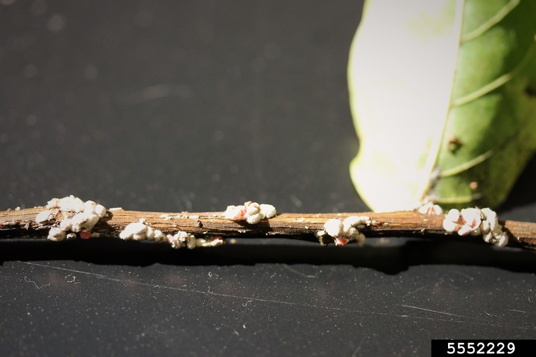 crapemyrtle bark scale (Acanthococcus lagerstroemiae)
