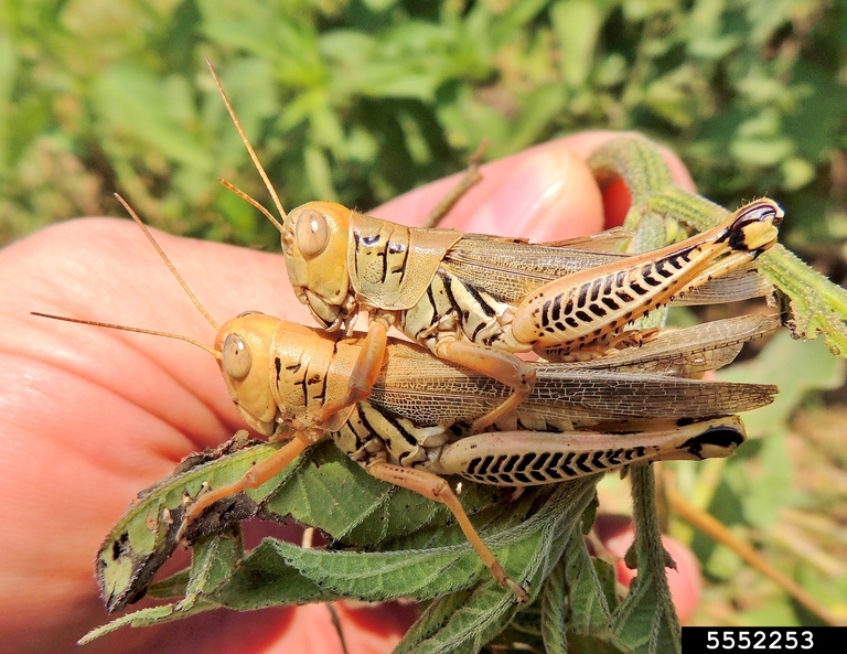 differential (Melanoplus differentialis)