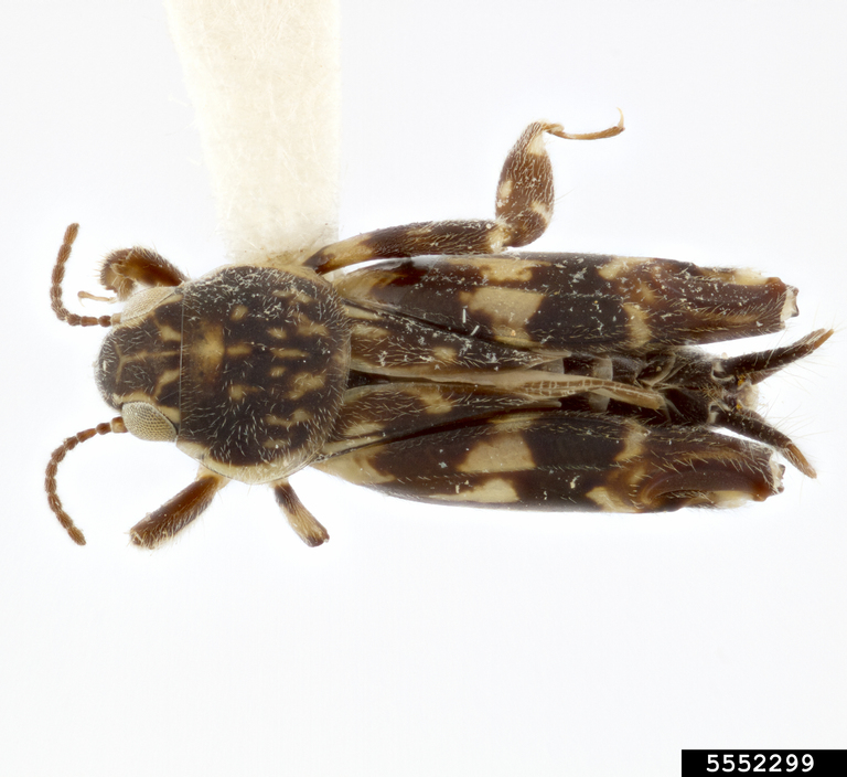 smaller sand cricket (Ellipes minuta)