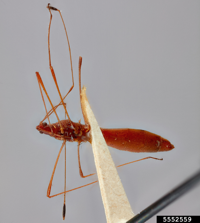 stilt bug (Jalysus spinosus (Say, 1824))