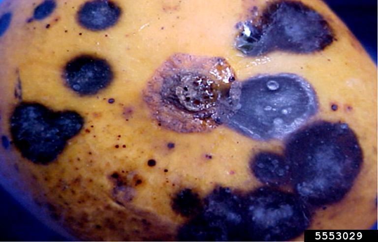 Bitter Rot And Anthracnose Colletotrichum Gloeosporioides On Mango 