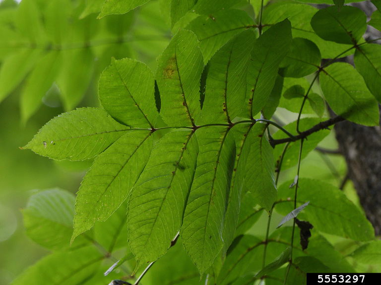 black ash (Fraxinus nigra)