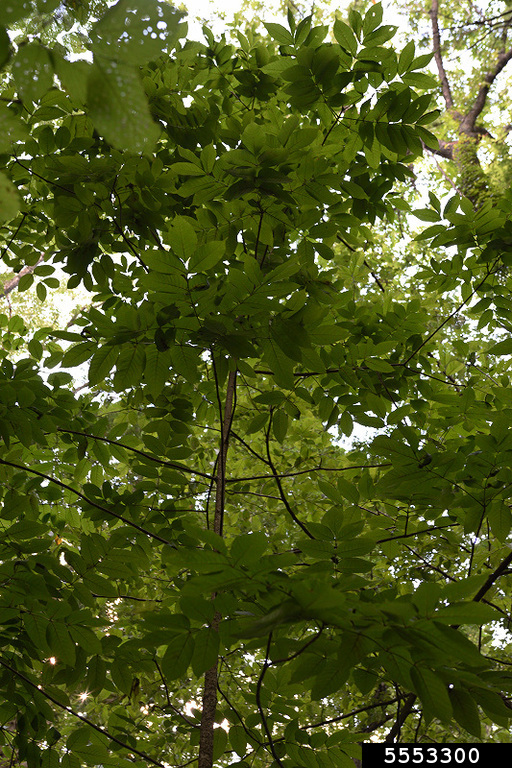black ash (Fraxinus nigra)