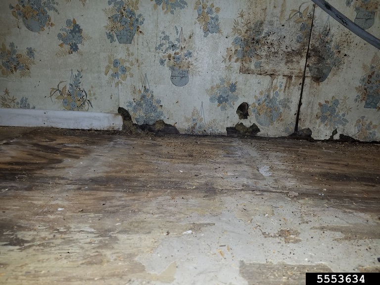 rodents (Order Rodentia)