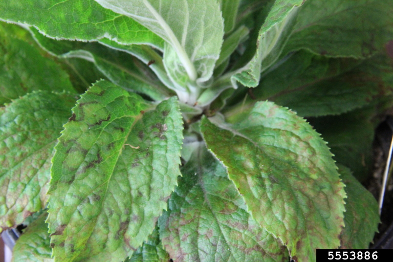 digiplexis (Digitalis x Isoplexis ) on tobacco mosaic virus (TMV