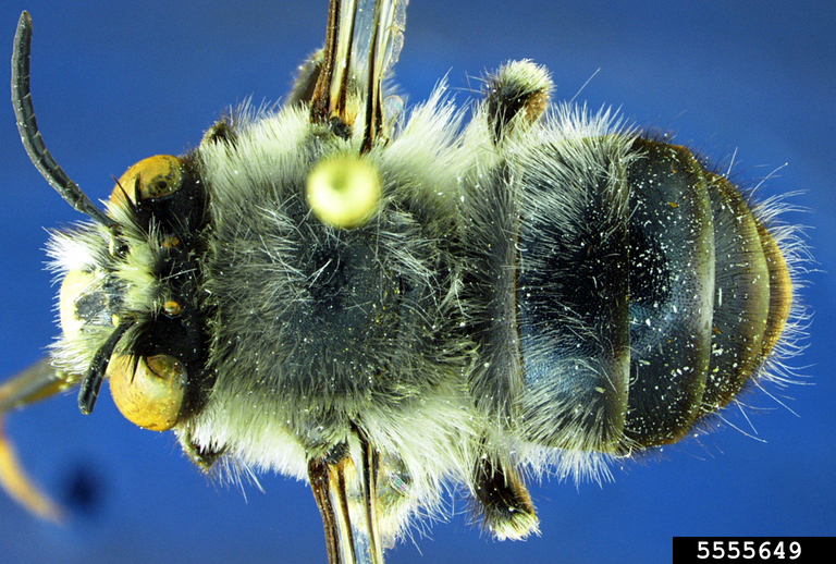 digger bee (Anthophora edwardsii Cresson, 1878)