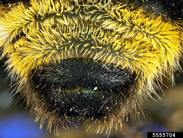 California bumble bee (Bombus californicus Smith, 1854)
