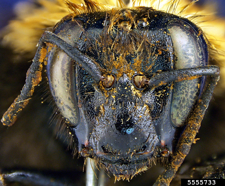 Crotch's bumble bee (Bombus crotchii Cresson, 1878)