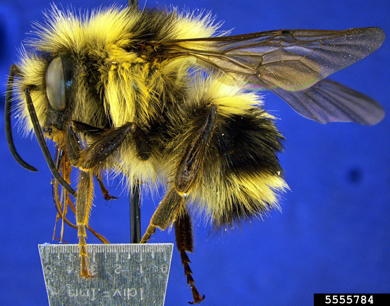 bumble bee (Bombus melanopygus Nylander, 1848)