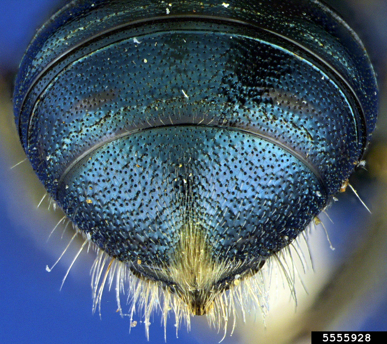 small carpenter bee (Ceratina punctigena Cockerell, 1916)